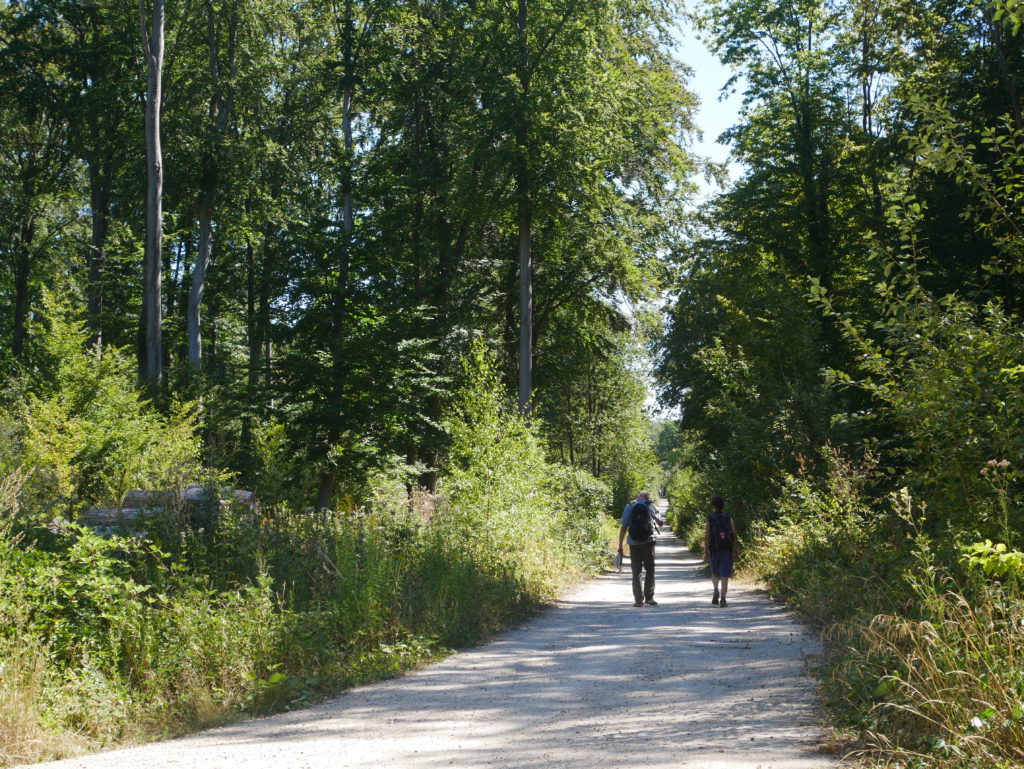  ARBRES  REMARQUABLES EN FORET DE  SAINT GERMAIN Yvelines Infos