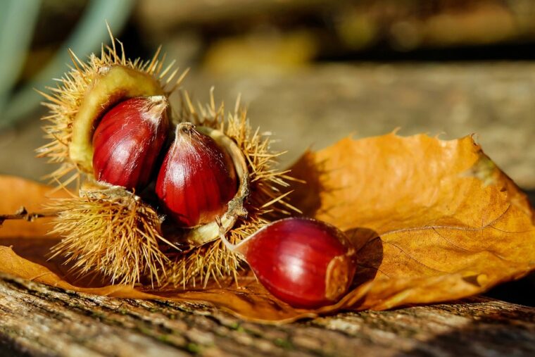 Chestnuts and chestnuts, in season but watch out!